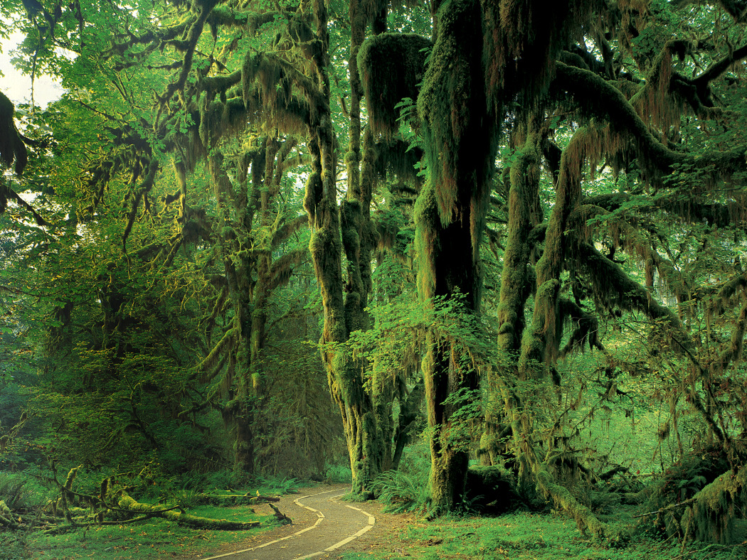 Hoh Hall of Mosses I