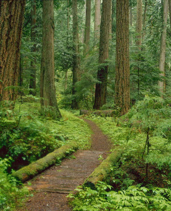Ross Hamilton Heart of the Forest Trail